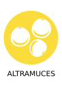 Altramuces